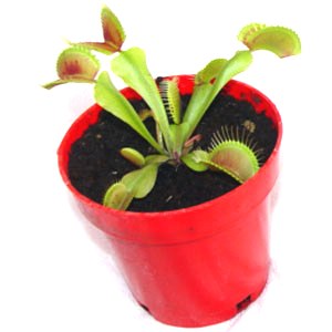 3" Venus Flytrap